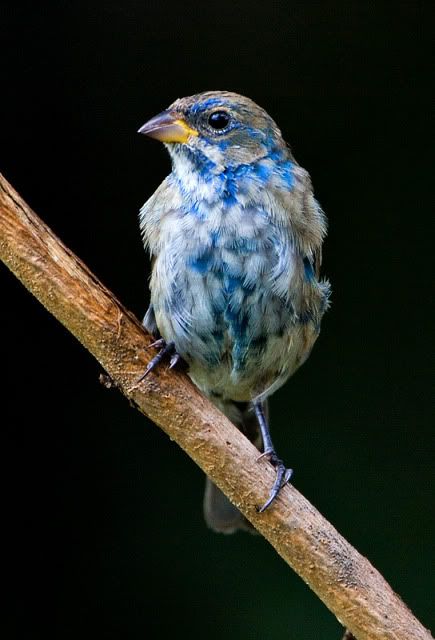 Indigo Blue Bunting