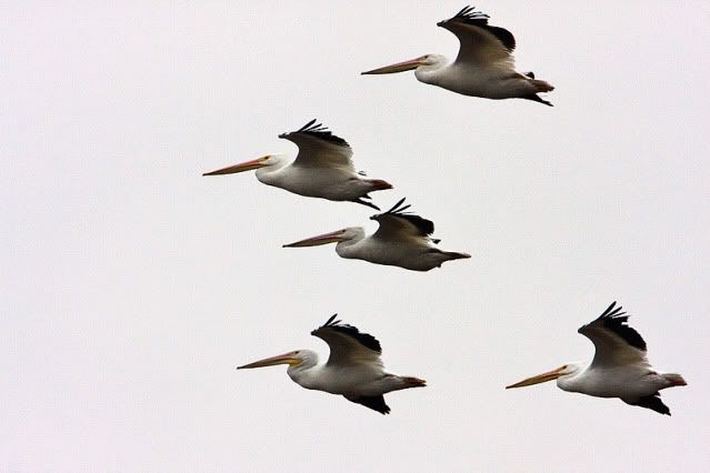 White-Pelican-bunch.jpg