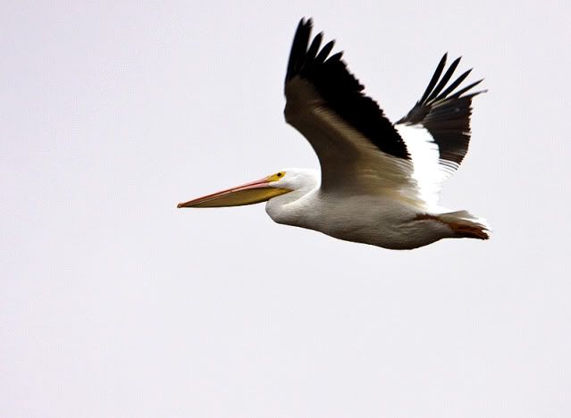 White-Pelican-in-Flight.jpg