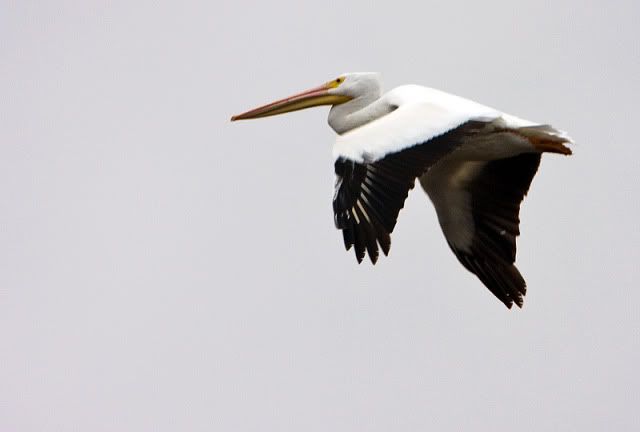 White-Pelican-in-flight-2.jpg