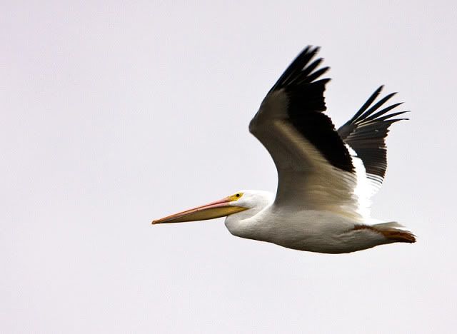 White-Pelican-in-flight-3.jpg