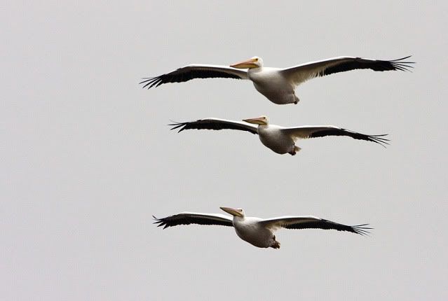 White-Pelican-stacked-2.jpg