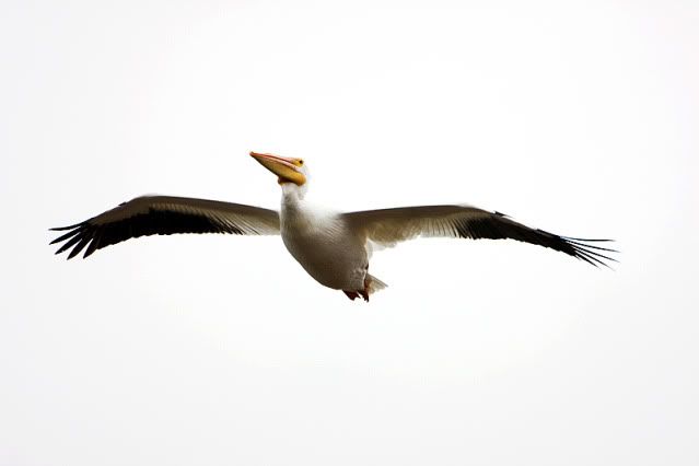 White-Pelican.jpg