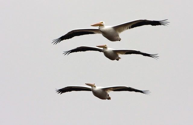 White-pelican-stacked.jpg