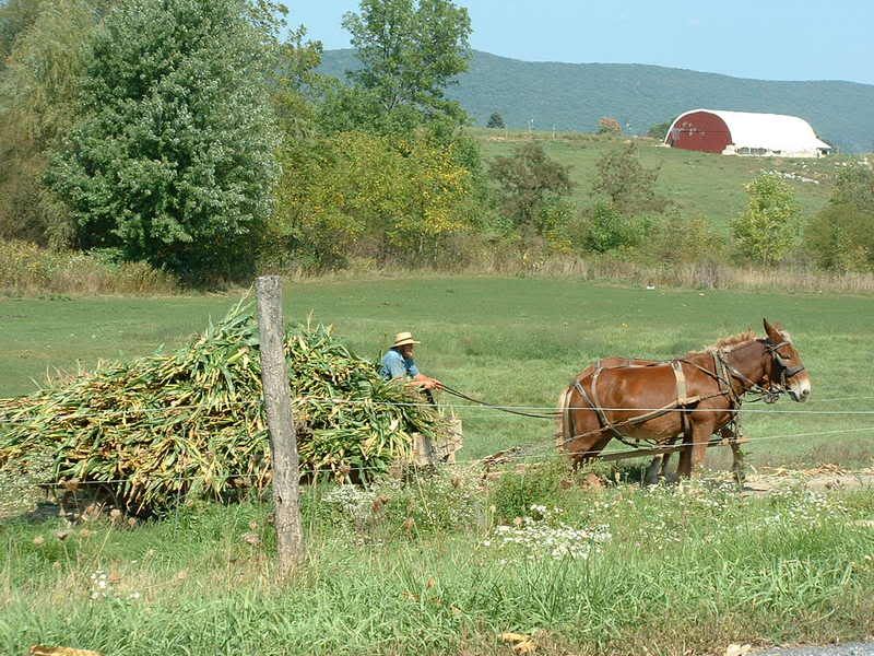 amish working