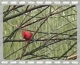 Cardinal.flv Cardinal video by needsmoreritalin