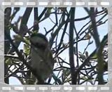 ChickadeeandFriend.flv Black Capped Chickadee and Unidentified Bird video by needsmoreritalin