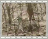 NestingPlover.flv Piping Plover Nesting video by needsmoreritalin