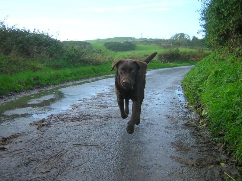 brown-labrador.jpg Chocolate lab image by blacksillycat