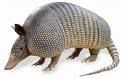armadillo Pictures, Images and Photos