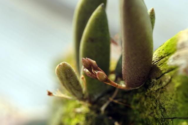 Dendrobium rigidum (Dockrillia rigida)