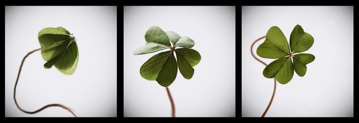 four leaf clover Pictures, Images and Photos