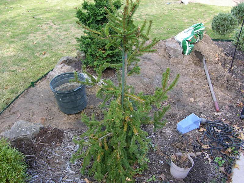 Brown needles on Weeping Norway Spruce