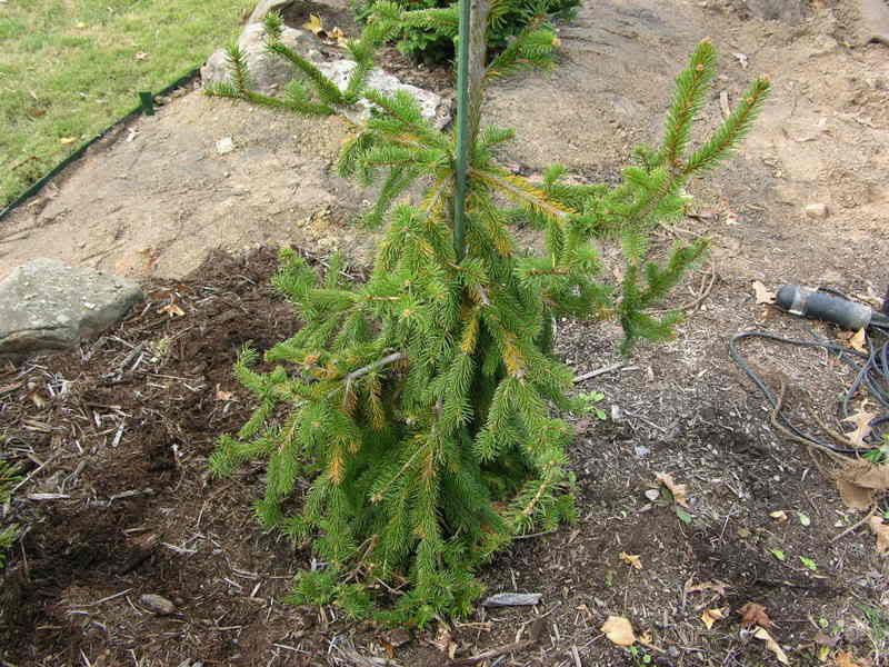 Brown needles on Weeping Norway Spruce