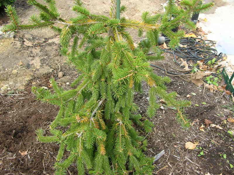 Brown needles on Weeping Norway Spruce