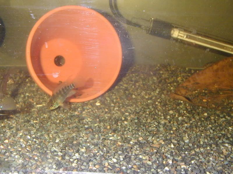 P1010008-1.jpg