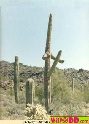 funny-pictures-cactus-erectus-0jG.jpg