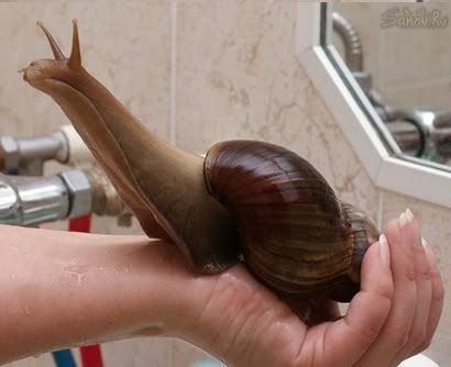 [Image: huge_snail.jpg]