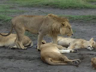 leones Pictures, Images and Photos