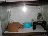 ballpython001.jpg image by shadraak