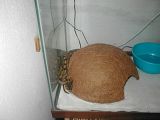 ballpython002.jpg image by shadraak