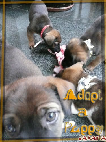 Adopt A Puppy - Jakarta