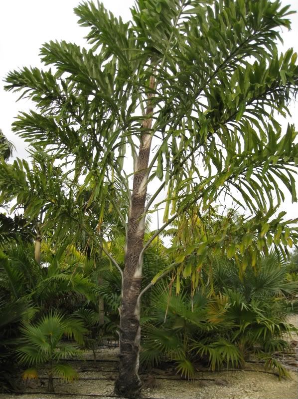 Walachiadistichia2March2009PineRidg.jpg
