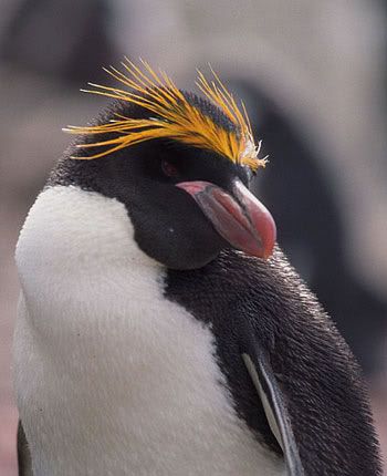 macaroni_penguin_1.jpg