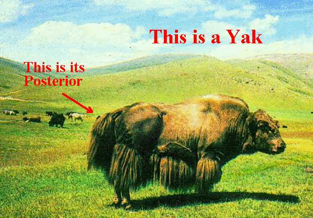 yak.gif