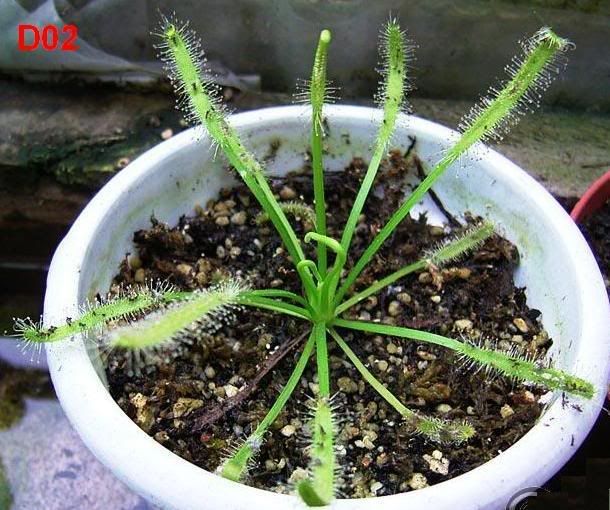 D02DroseraAlbino.jpg