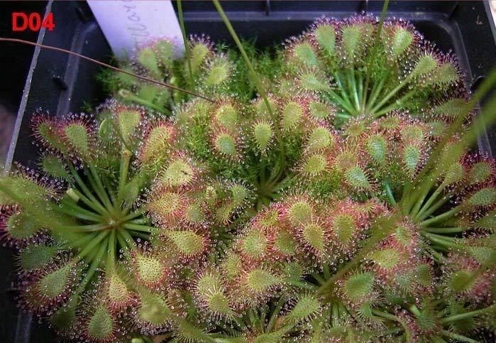 D04Droseracapillaris.jpg