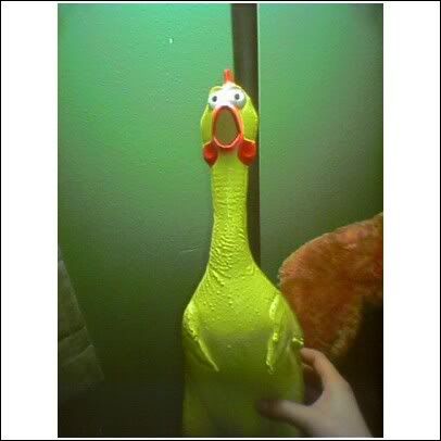 rubber chicken Pictures, Images and Photos