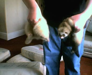 ferret2002.jpg