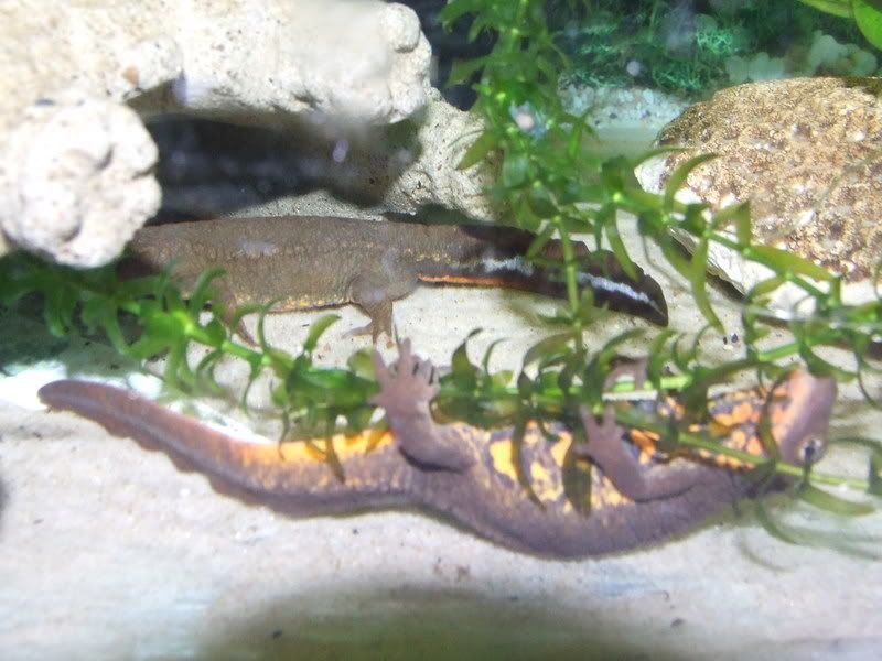 egglayingnewts010.jpg