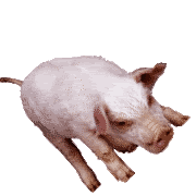 Animation Pig