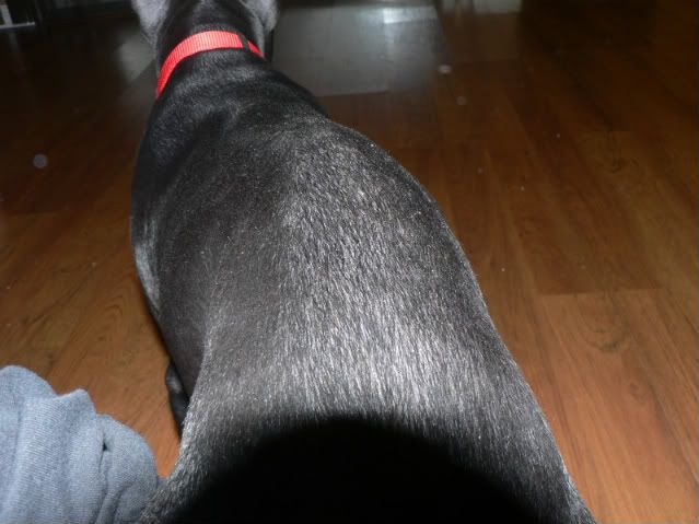 having skin issues - Doberman Forum : Doberman Breed Dog ...