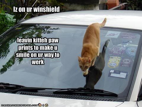 paws.jpg