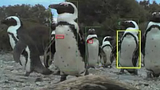 penguintracking.png image by linuxarcher