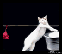 Cats_doing_laundry.gif