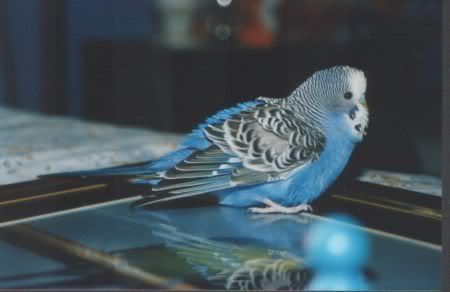 Pepsi030.jpg