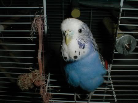 Pepsi037.jpg
