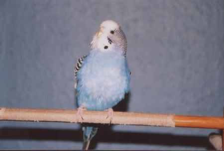 Pepsi078.jpg