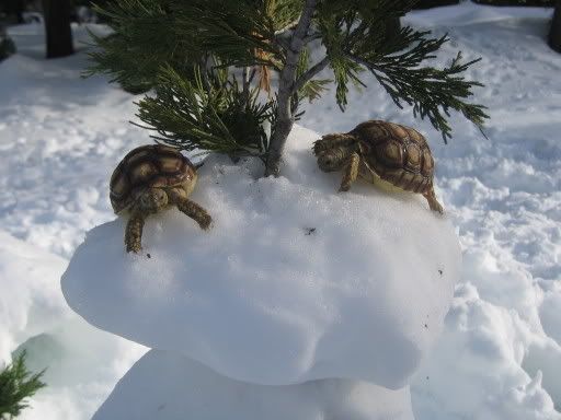 http://i49.photobucket.com/albums/f275/asdf2468/Snow%20Turtles/289a804b.jpg