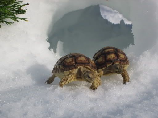 http://i49.photobucket.com/albums/f275/asdf2468/Snow%20Turtles/4e10f08c.jpg