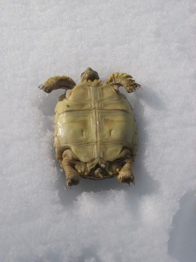 http://i49.photobucket.com/albums/f275/asdf2468/Snow%20Turtles/5df37788.jpg