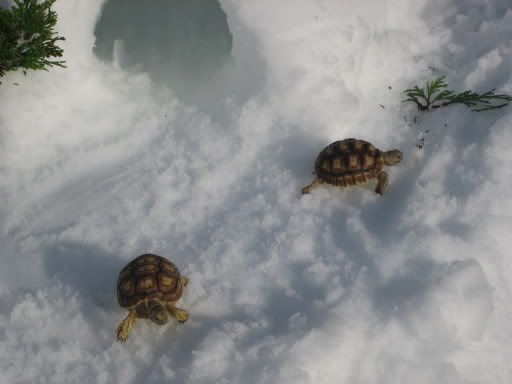 http://i49.photobucket.com/albums/f275/asdf2468/Snow%20Turtles/7519541e.jpg