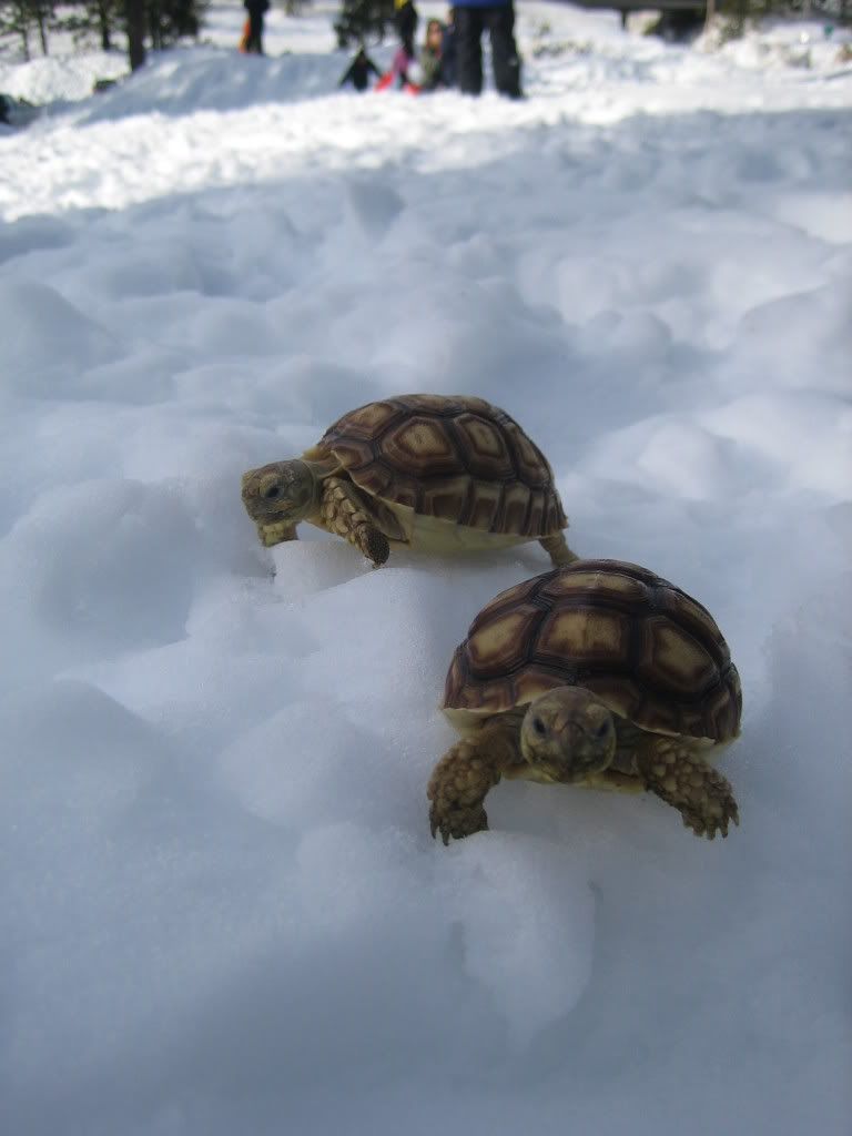 http://i49.photobucket.com/albums/f275/asdf2468/Snow%20Turtles/89117f61.jpg