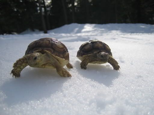 http://i49.photobucket.com/albums/f275/asdf2468/Snow%20Turtles/8ebe7dd0.jpg