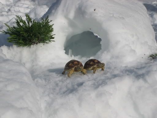 http://i49.photobucket.com/albums/f275/asdf2468/Snow%20Turtles/9bc43d11.jpg