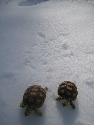 http://i49.photobucket.com/albums/f275/asdf2468/Snow%20Turtles/9d5260ef.jpg